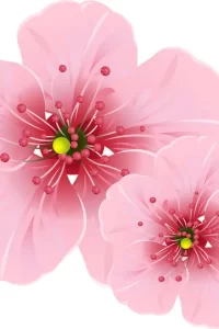 depositphotos_2497153-stock-illustration-cherry-blossom-flowers