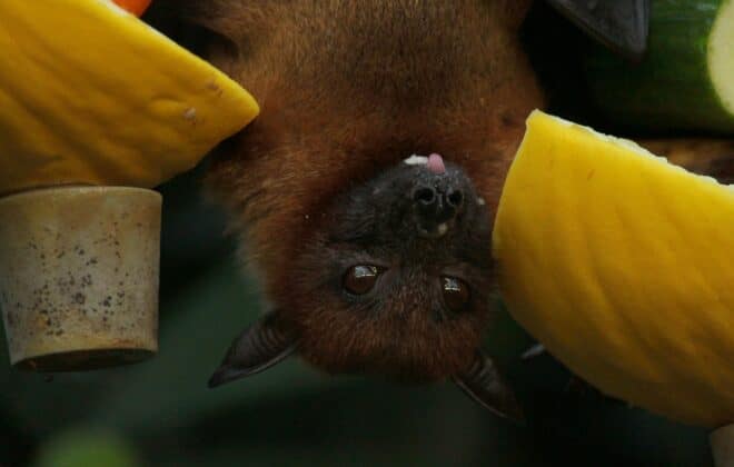 Dia Internacional da Apreciação dos Morcegos